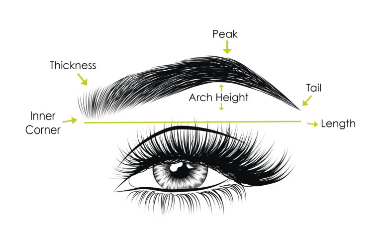 draw ideal eyebrows